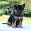 Image of Luke, a German Shepherd puppy