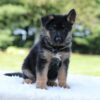 Image of Luke, a German Shepherd puppy