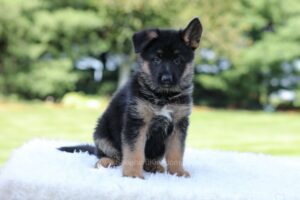 Image of Luke, a German Shepherd puppy