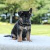 Image of Luke, a German Shepherd puppy