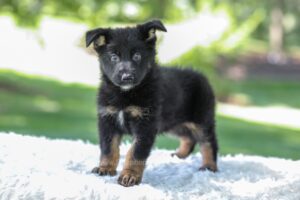 Image of Mercedes, a German Shepherd puppy