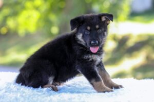 Image of Neil, a German Shepherd puppy