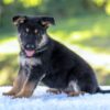 Image of Noah, a German Shepherd puppy