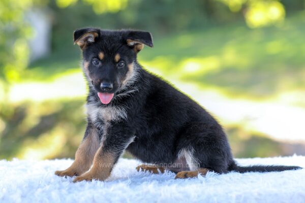 Image of Noah, a German Shepherd puppy