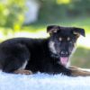 Image of Noah, a German Shepherd puppy