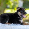 Image of Noah, a German Shepherd puppy