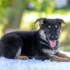 Image of Noah, a German Shepherd puppy