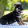 Image of Noah, a German Shepherd puppy