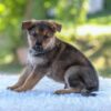 Image of Nolan, a German Shepherd puppy