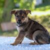 Image of Nolan, a German Shepherd puppy