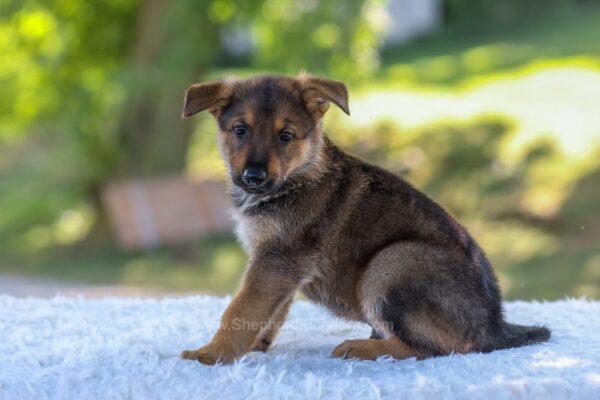 Image of Nolan, a German Shepherd puppy