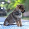 Image of Nolan, a German Shepherd puppy