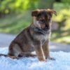 Image of Nolan, a German Shepherd puppy