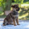 Image of Nolan, a German Shepherd puppy