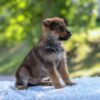 Image of Nolan, a German Shepherd puppy
