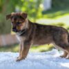 Image of Nolan, a German Shepherd puppy