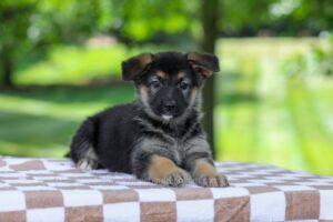 Image of Paris, a German Shepherd puppy
