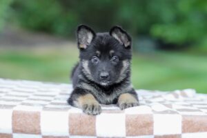 Image of Payton, a German Shepherd puppy