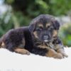 Image of Remi, a German Shepherd puppy