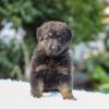 Image of Riley, a German Shepherd puppy