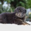 Image of Riley, a German Shepherd puppy