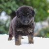 Image of Riley, a German Shepherd puppy