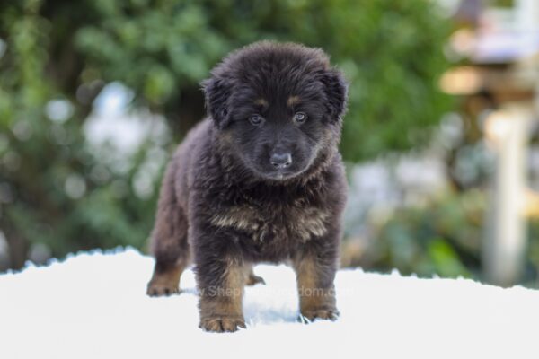 Image of Riley, a German Shepherd puppy