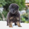 Image of Riley, a German Shepherd puppy