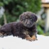Image of Riley, a German Shepherd puppy