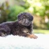 Image of Riley, a German Shepherd puppy