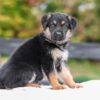 Image of Vaughn, a German Shepherd puppy
