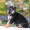 Image of Vaughn, a German Shepherd puppy