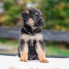 Image of Vaughn, a German Shepherd puppy