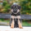 Image of Vaughn, a German Shepherd puppy