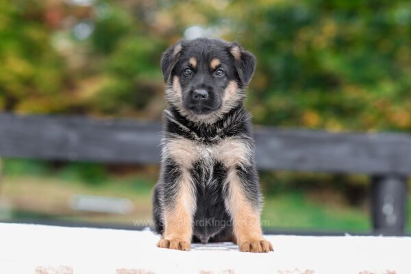 Image of Vaughn, a German Shepherd puppy