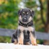 Image of Vaughn, a German Shepherd puppy