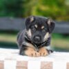 Image of Vaughn, a German Shepherd puppy