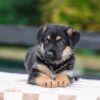 Image of Vaughn, a German Shepherd puppy