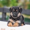 Image of Vaughn, a German Shepherd puppy