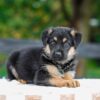 Image of Vaughn, a German Shepherd puppy