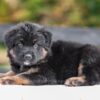 Image of Vincent, a German Shepherd puppy