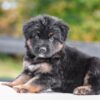 Image of Vincent, a German Shepherd puppy