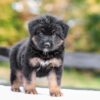 Image of Vincent, a German Shepherd puppy