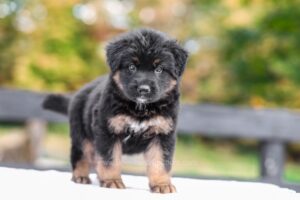 Image of Vincent, a German Shepherd puppy