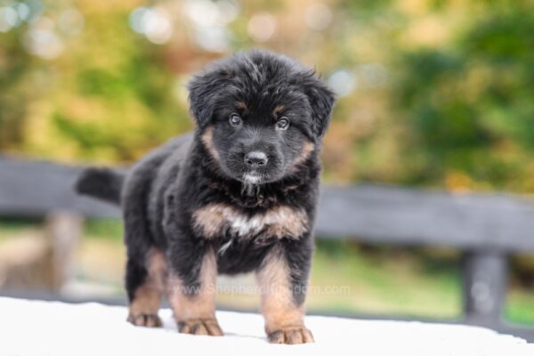 Image of Vincent, a German Shepherd puppy