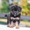 Image of Vincent, a German Shepherd puppy