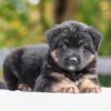 Image of Vincent, a German Shepherd puppy