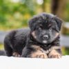 Image of Vincent, a German Shepherd puppy