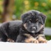 Image of Vincent, a German Shepherd puppy