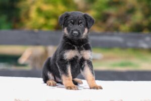 Image of Virginia, a German Shepherd puppy